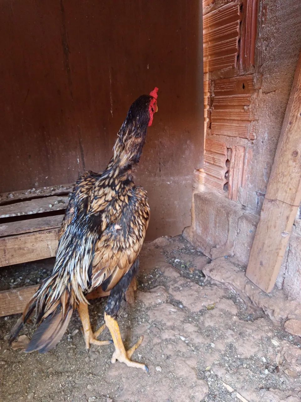 Frango índio  - Foto 2