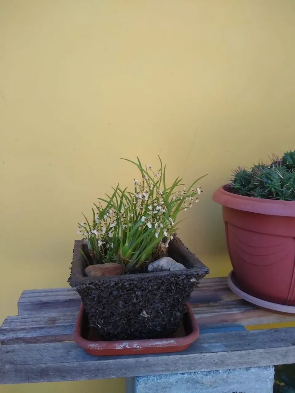 Mini Orquídea  - Foto 5