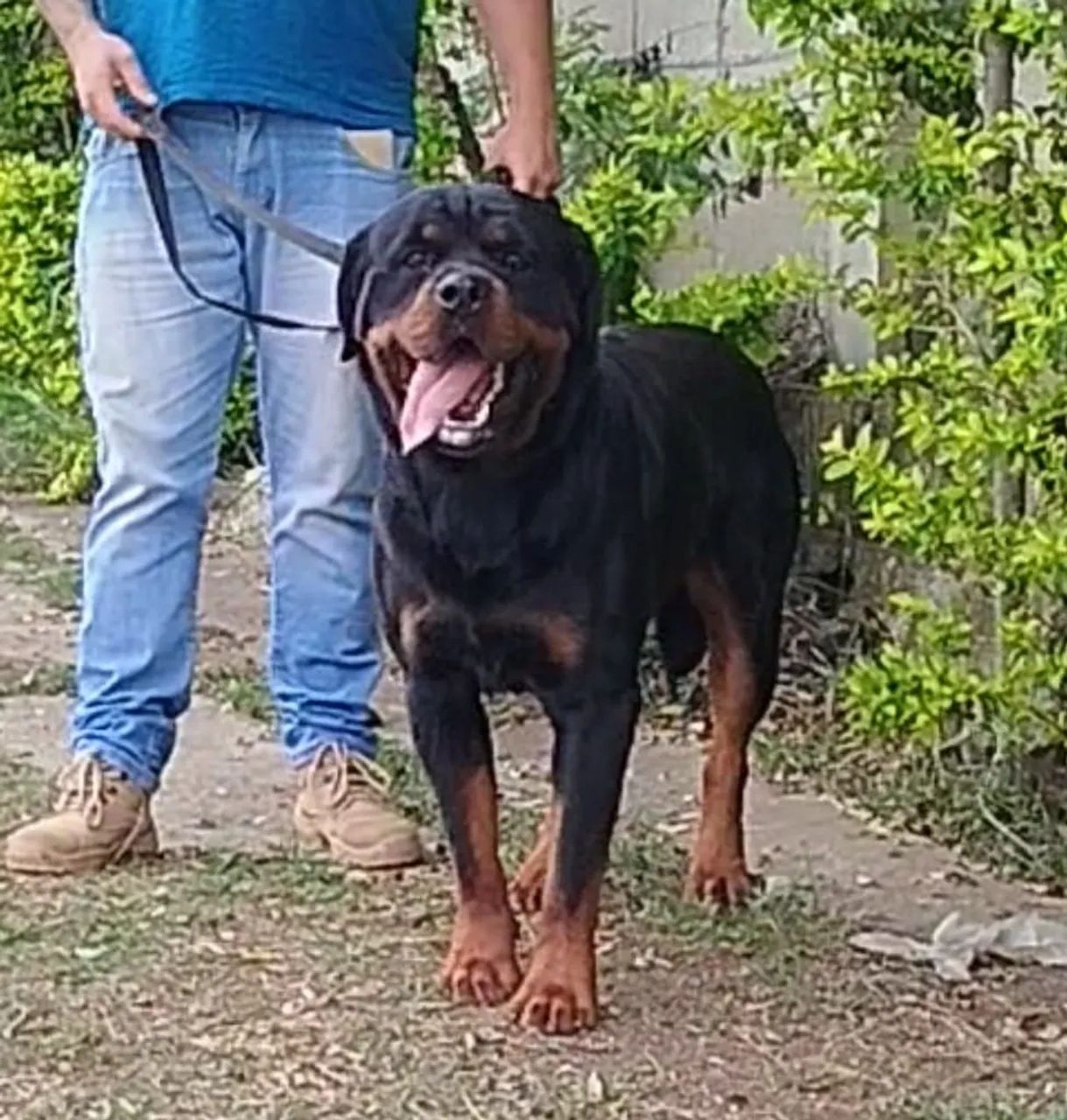 ROTTWEILER FILHOTE  - Foto 3