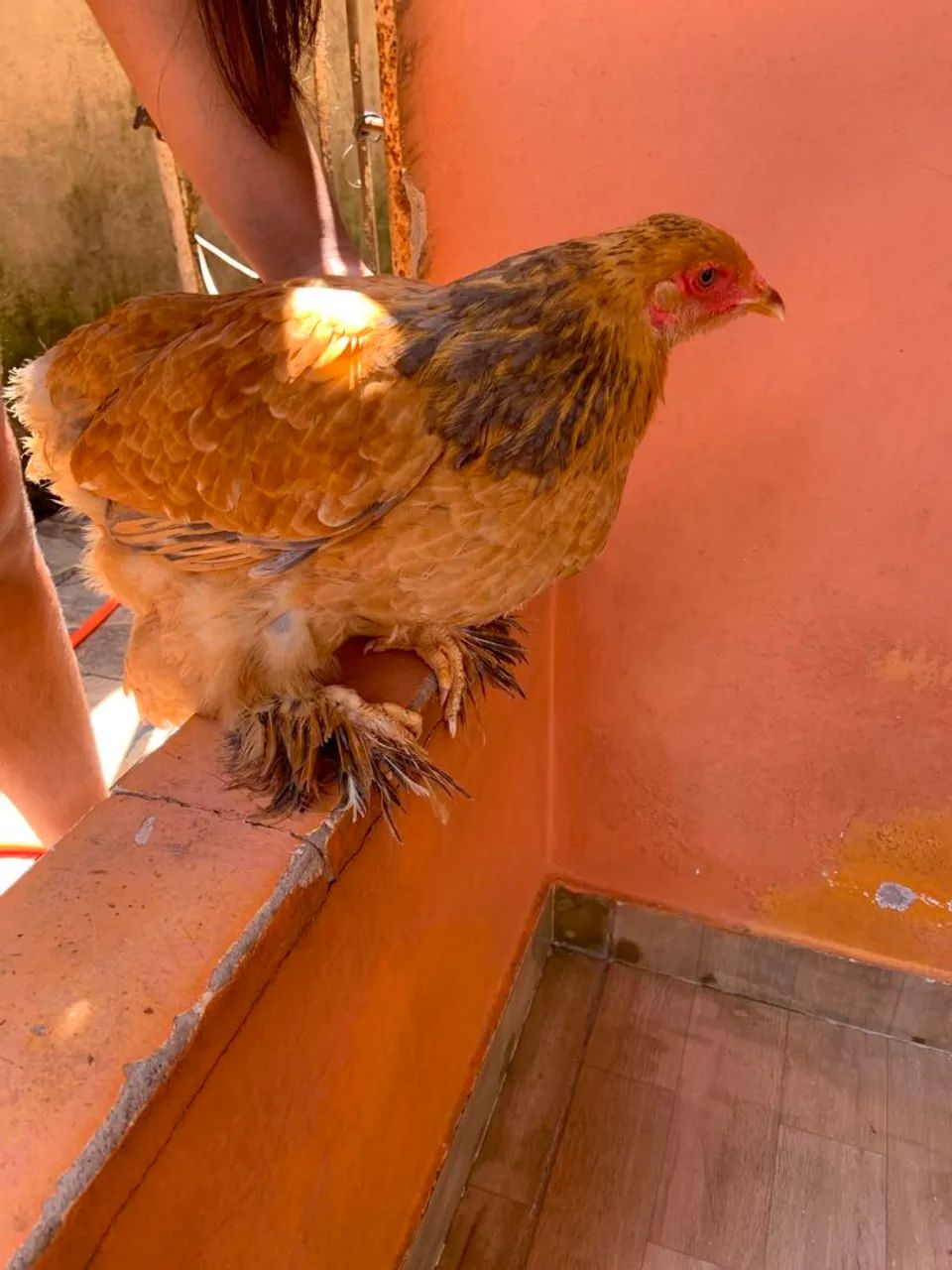 Galos brahma - Foto 5