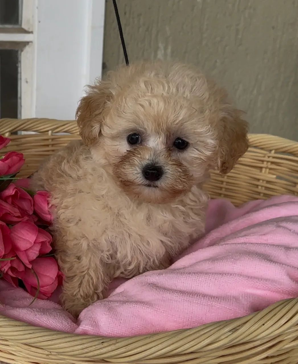 Macho poodle abricot  - Foto 2