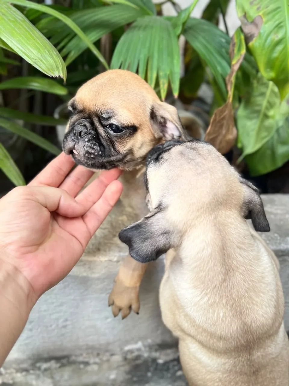 Filhote de pug - Foto 4