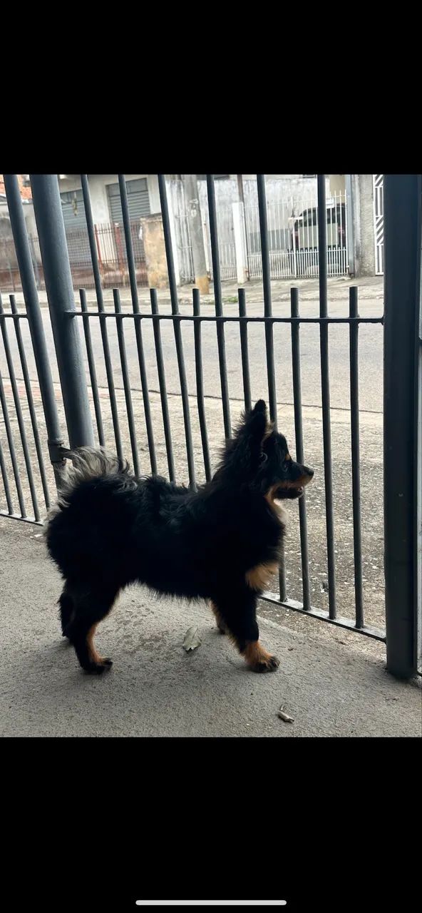 spitz alemão  - Foto 2