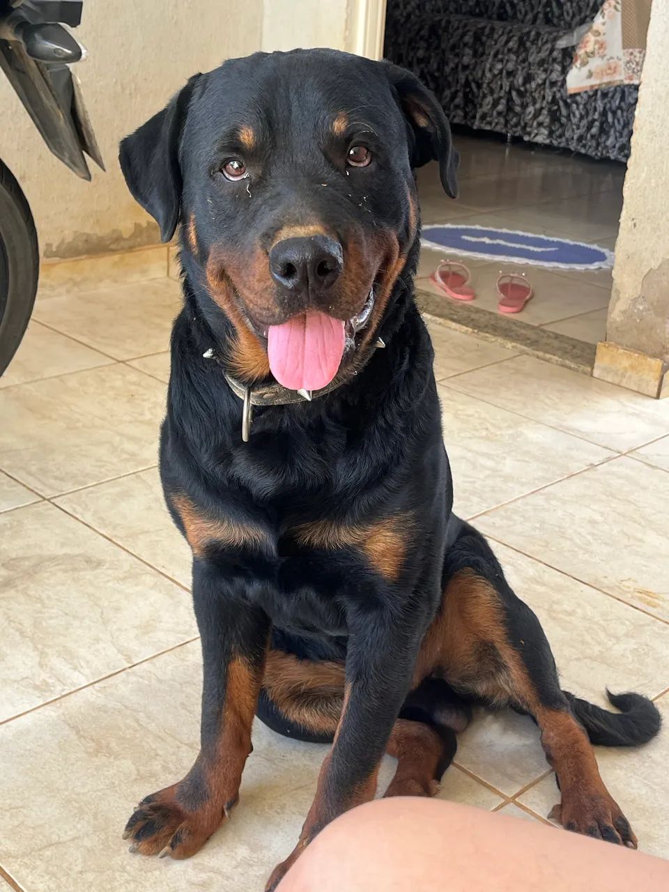 Rottweiler