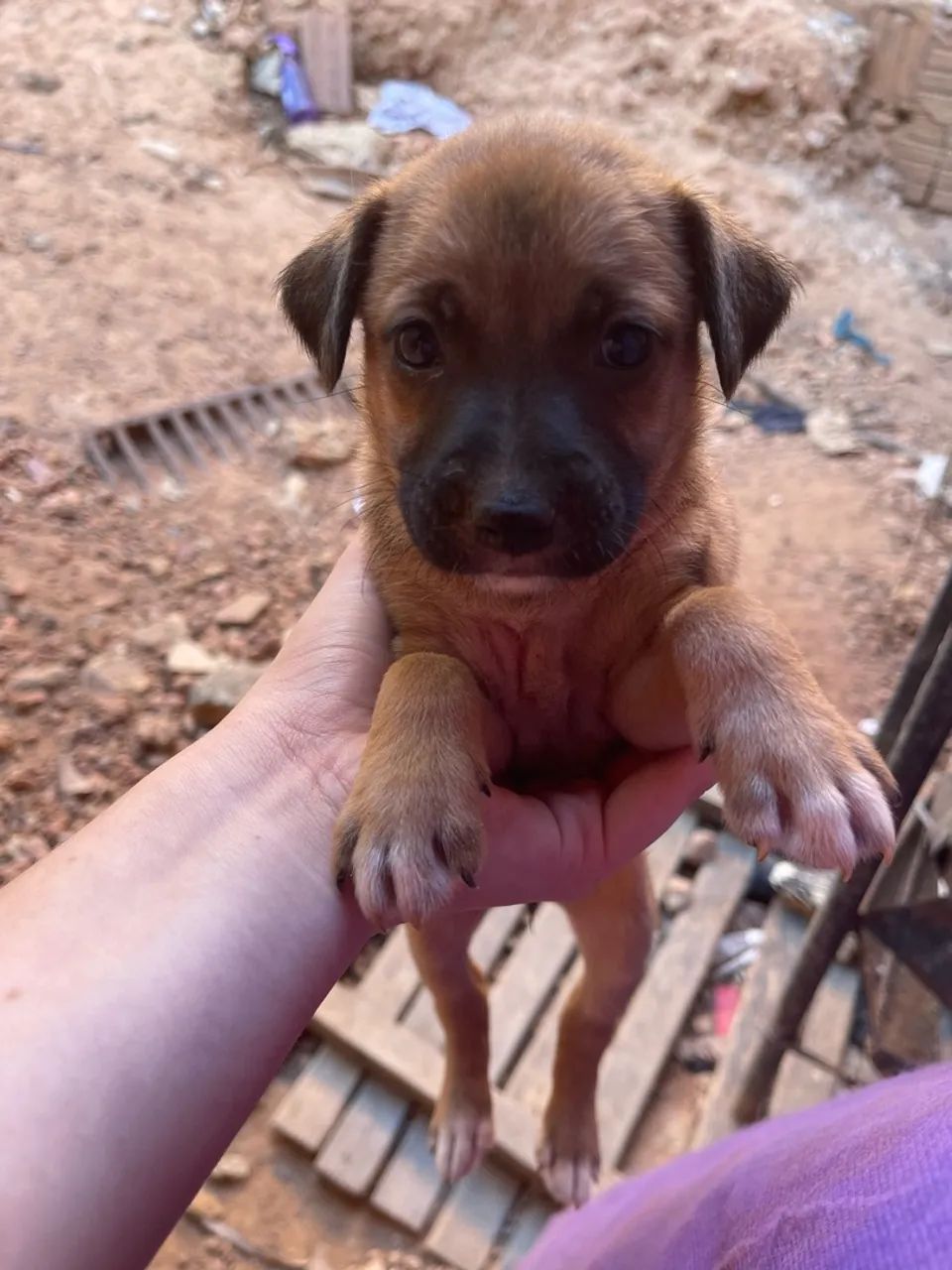 cachorros para doação  - Foto 4
