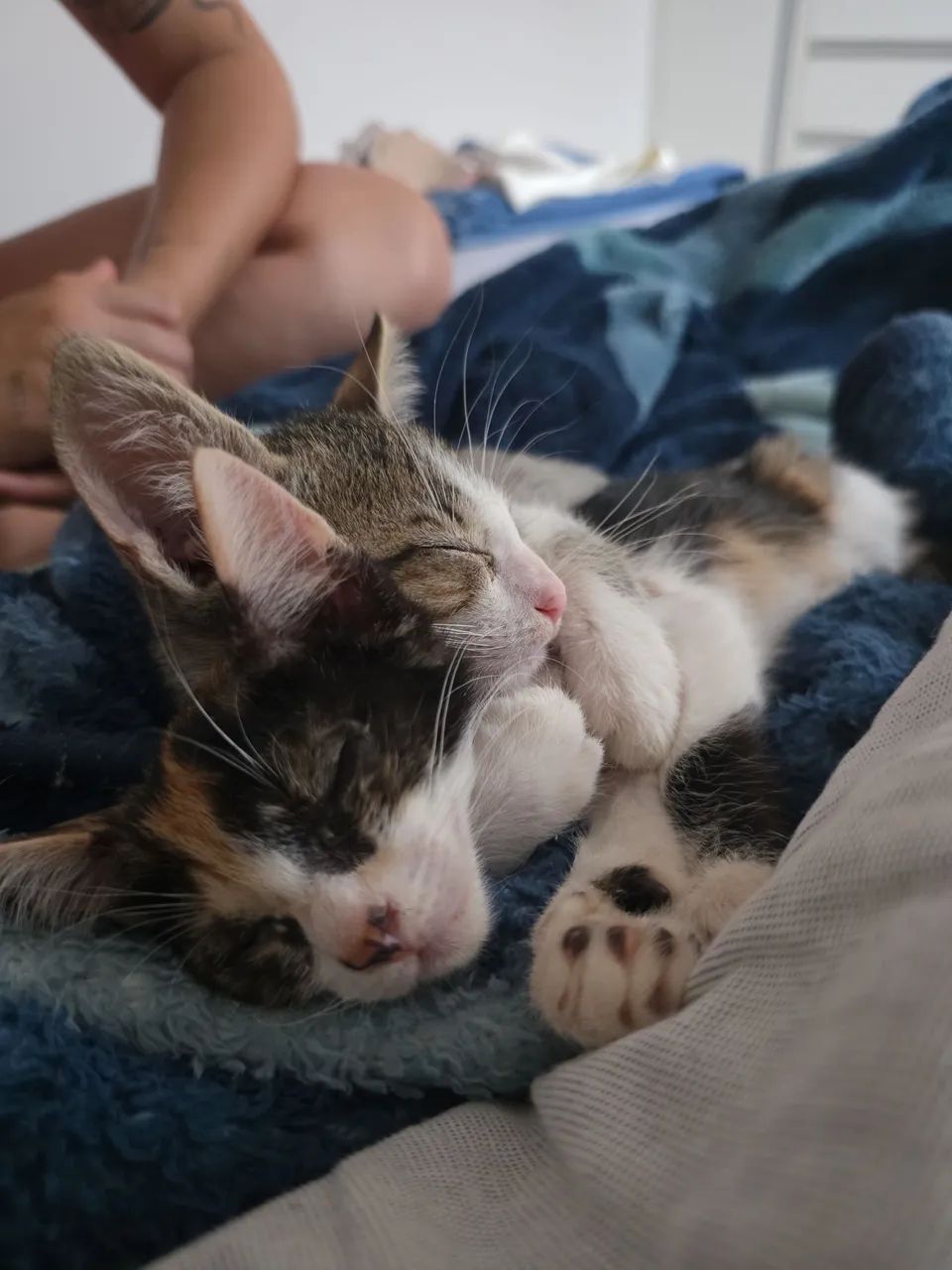 Gatos para doação  - Foto 2