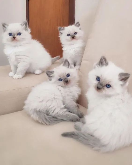Ragdoll  - Foto 3