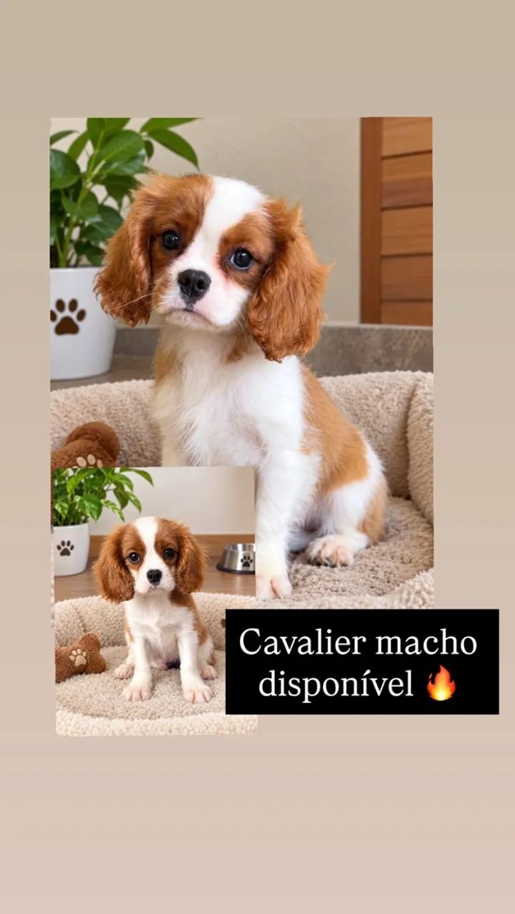 Cavalier macho