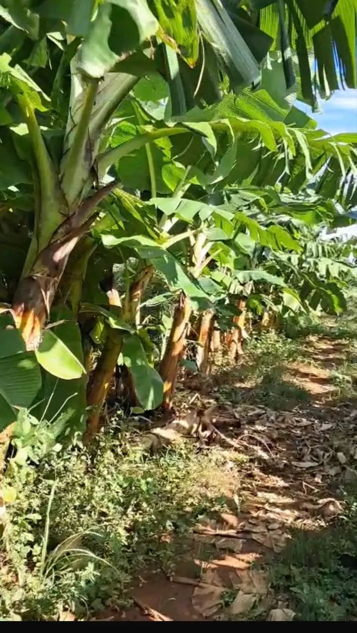 Muda de banana da terra anã  - Foto 3