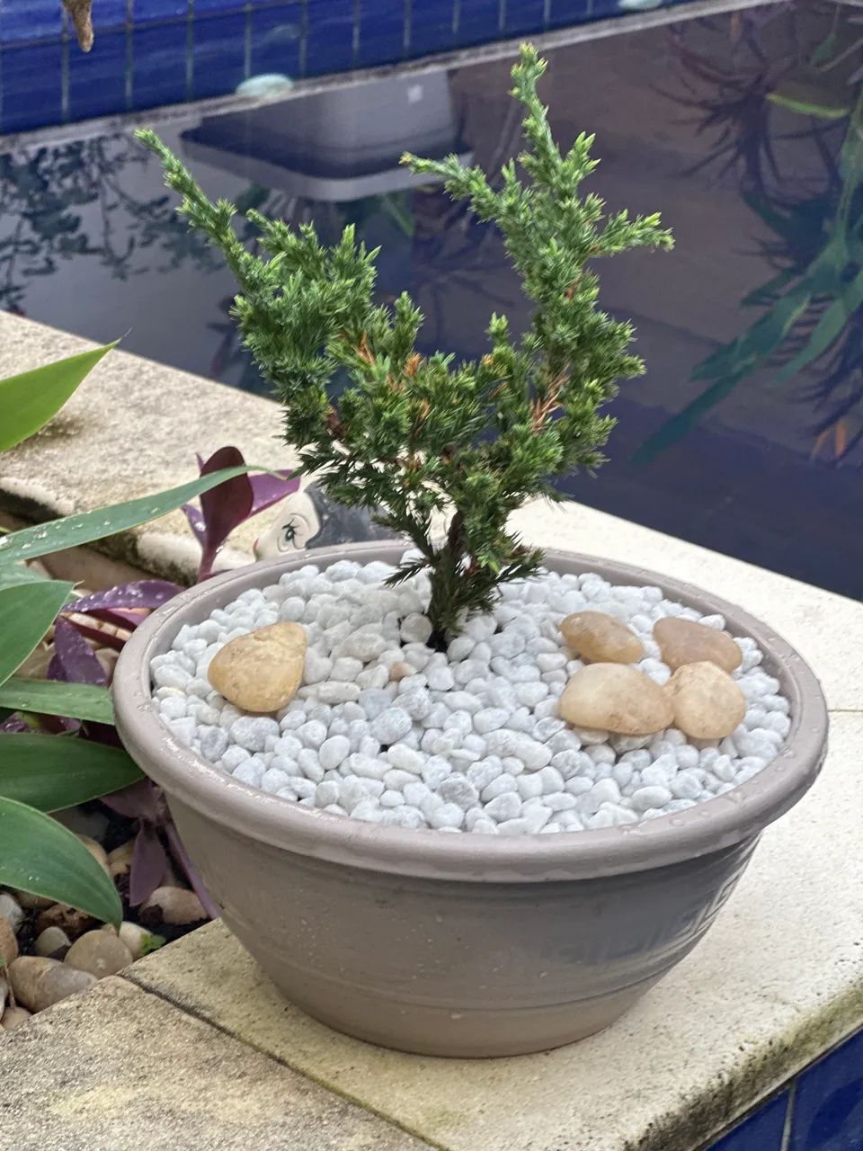 Vendo bonsai (guia jacaré )