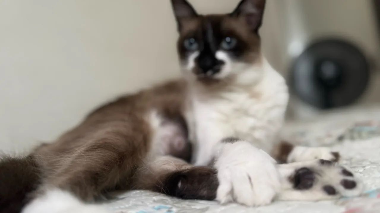 Doação Gato siamês  - Foto 2