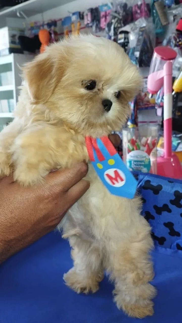 Shitzu macho mini - Foto 3