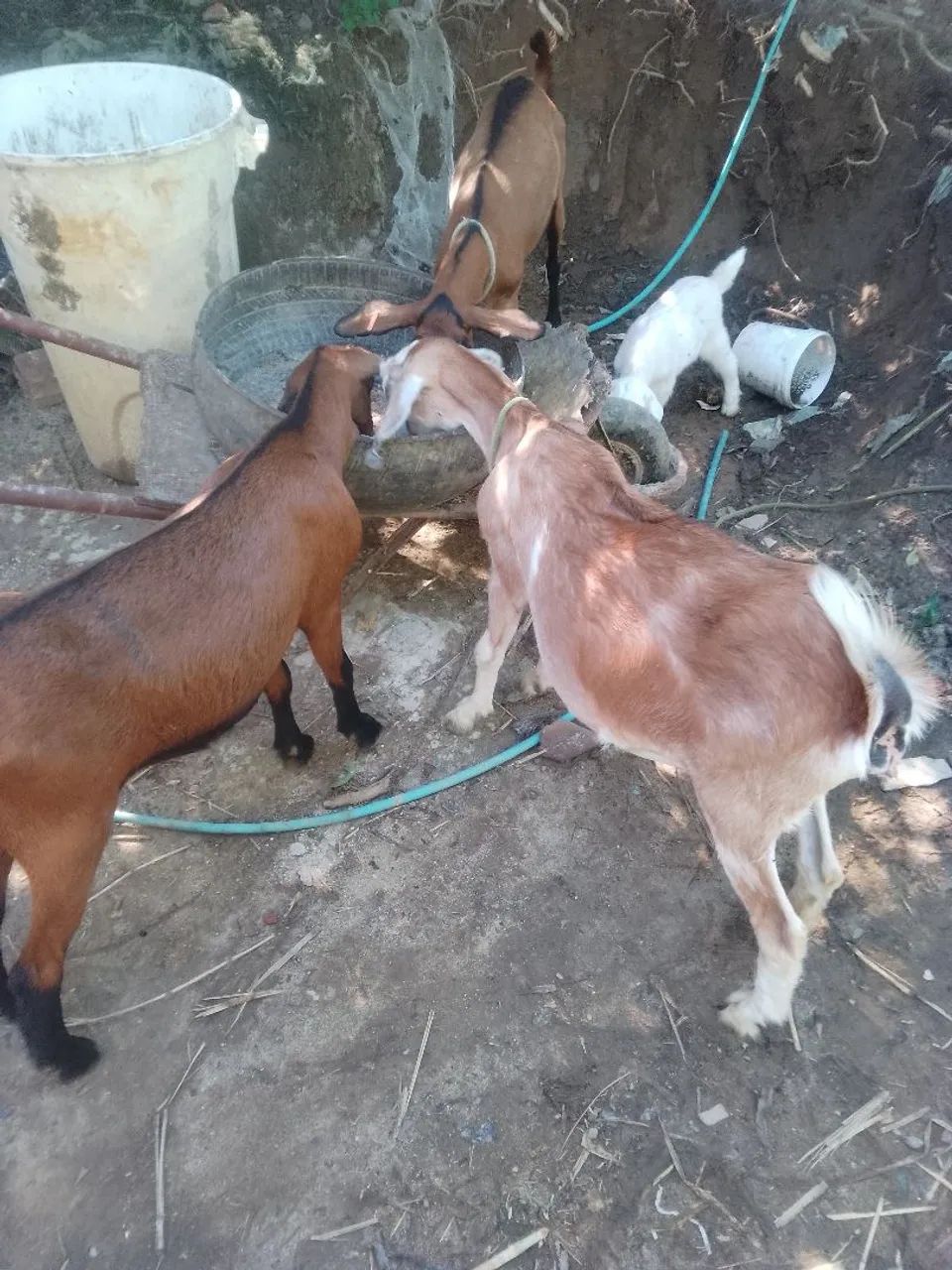 Cabra