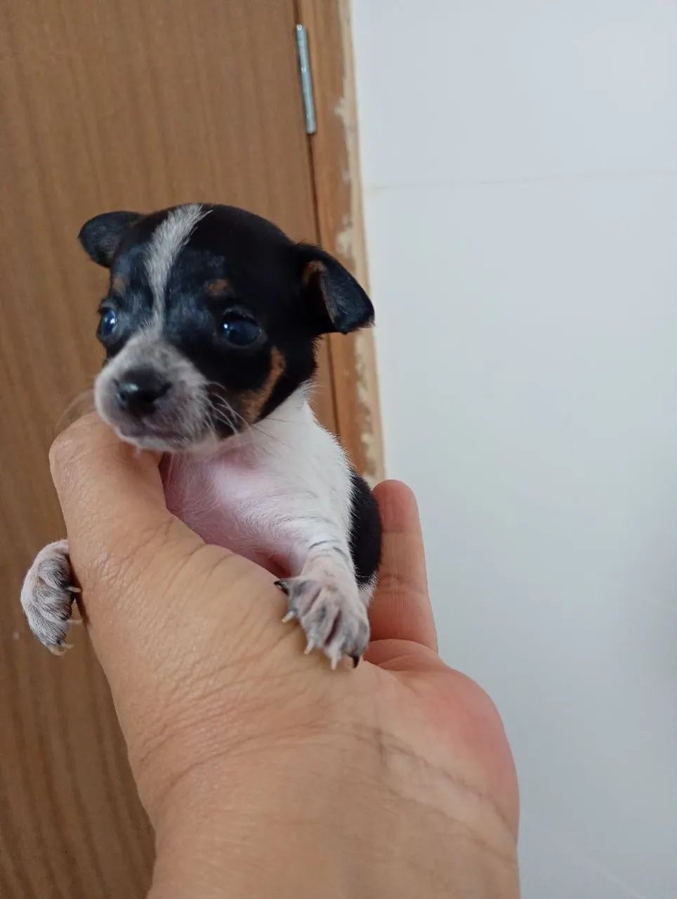 Pinscher 0 - Foto 2