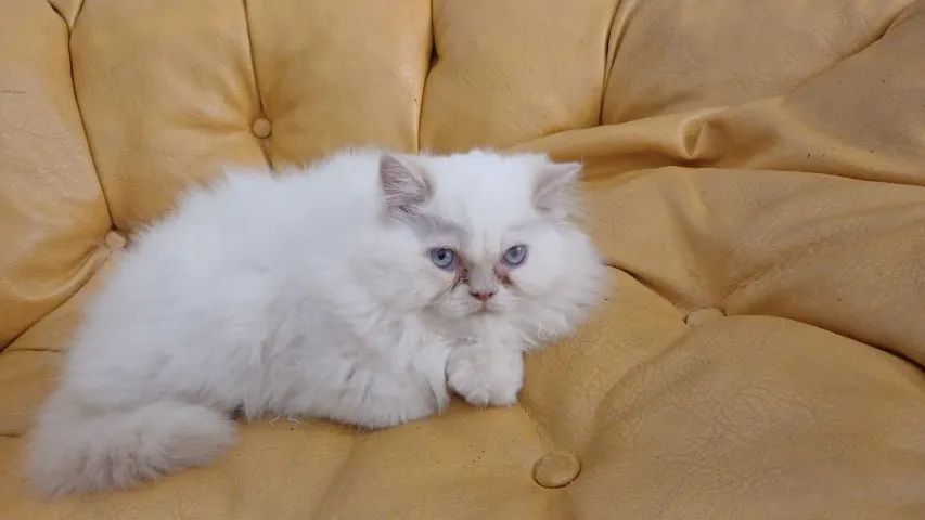 Gato persa  - Foto 3