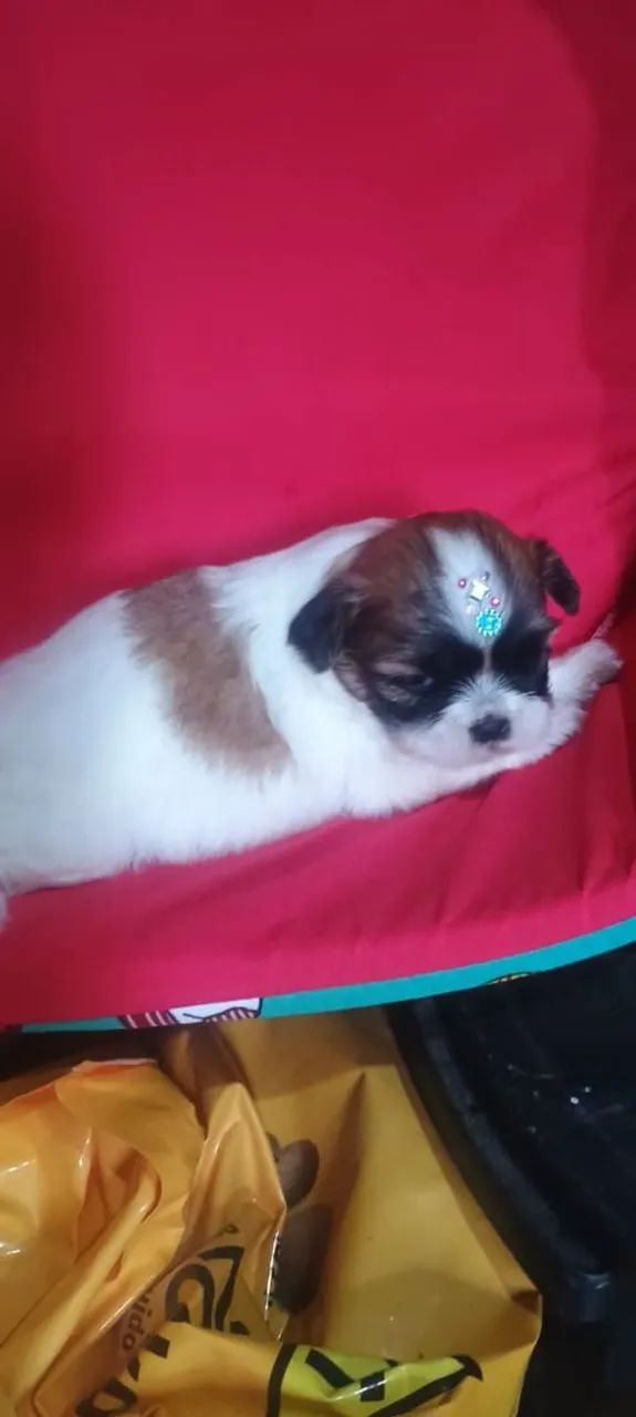 Bbs de quatro patas  - Foto 2