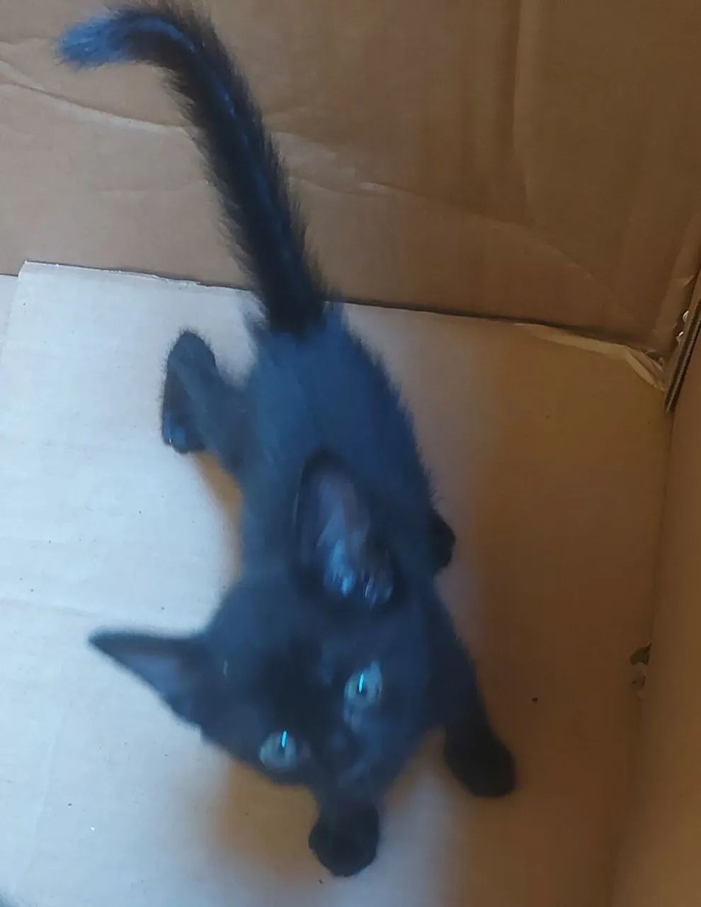 Filhote de gatinhos - Foto 2