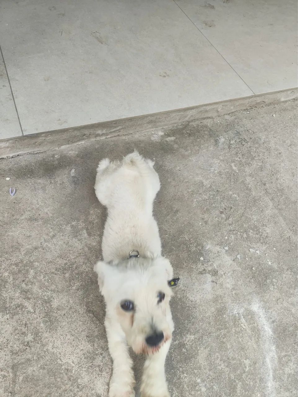 Doa-se cachorrinho raça Malltes 