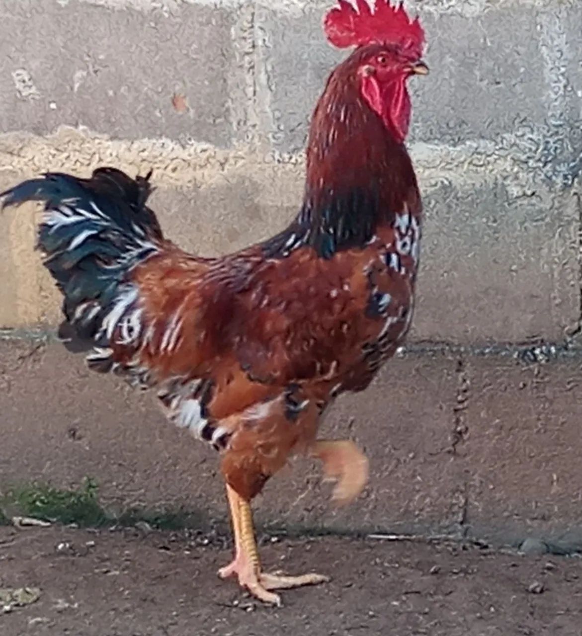 GALO Embrapa  - Foto 2