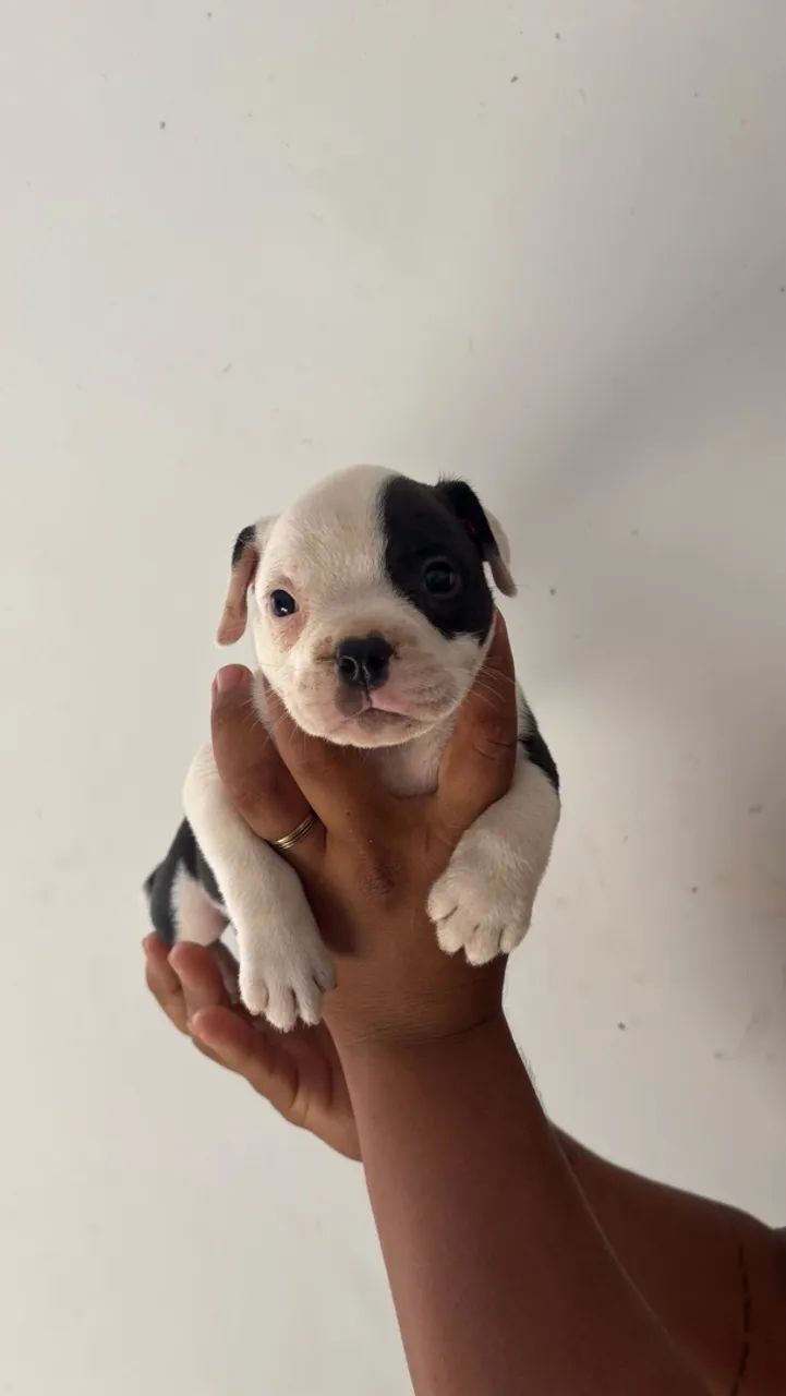 Cachorro