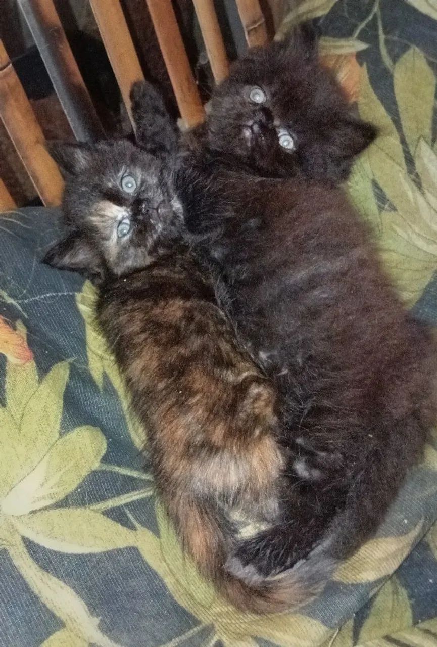 Filhote Persa  - Foto 2