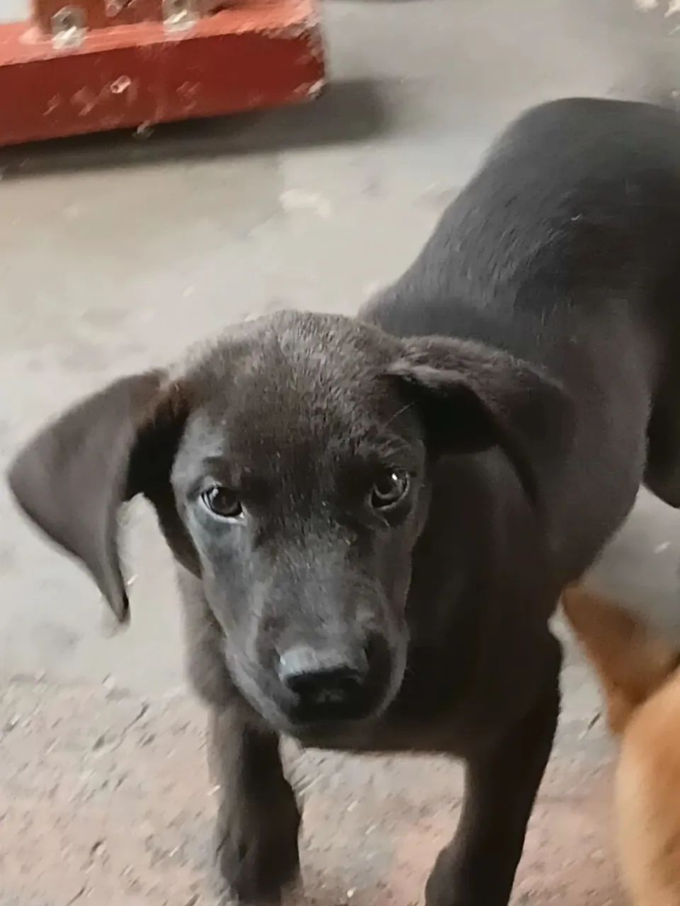 Doação de Labrador - Foto 5