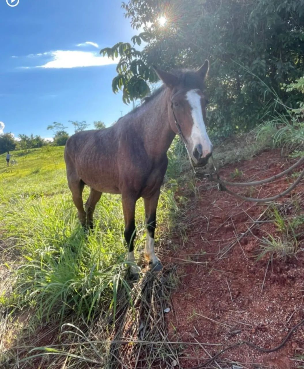 Cavalo de pequeno porte manso e bom de sela. - Foto 3
