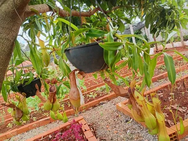 Planta carnívora 