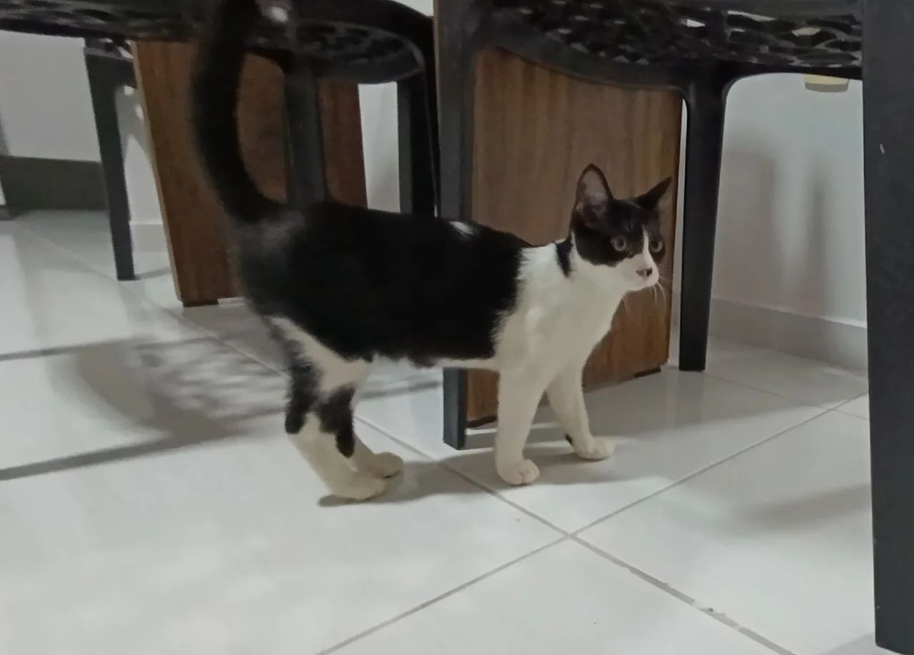 Gata para adoção! - Foto 4