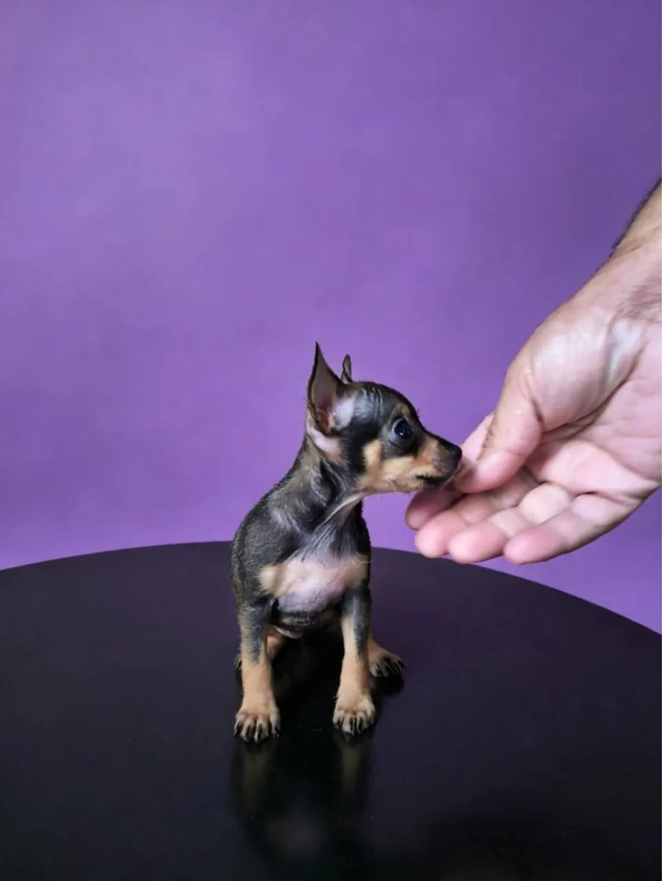 Pinscher lindos 