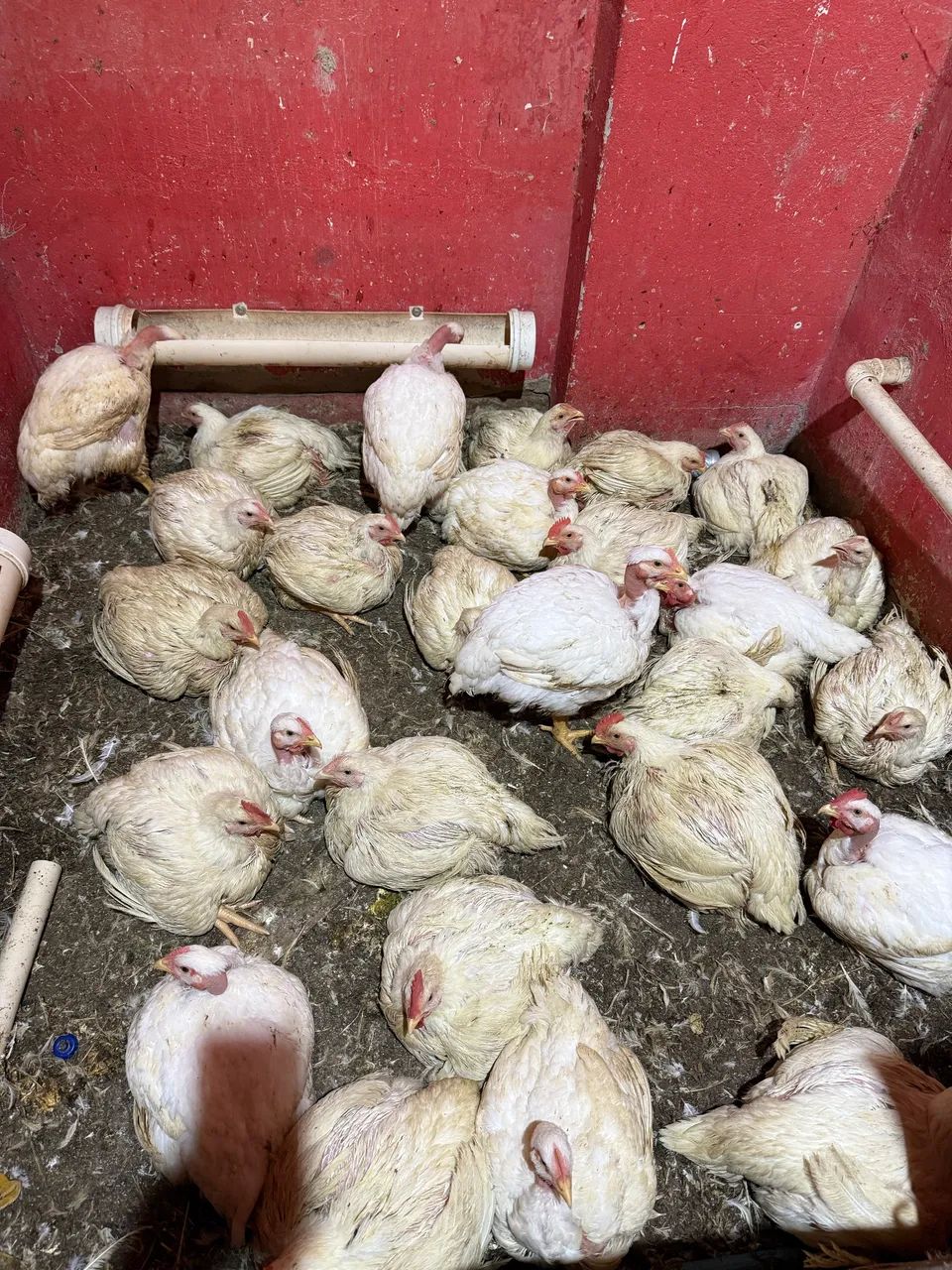 Galinhas de granja 