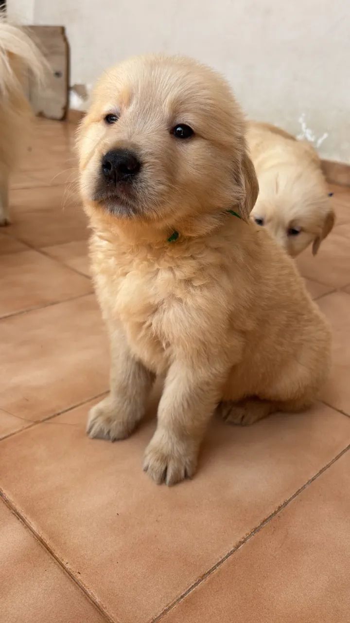 GoldenRetriver  - Foto 3