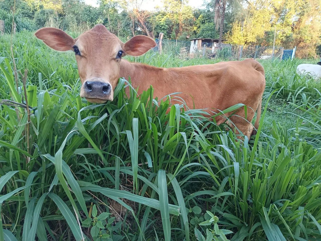 Mini vaca