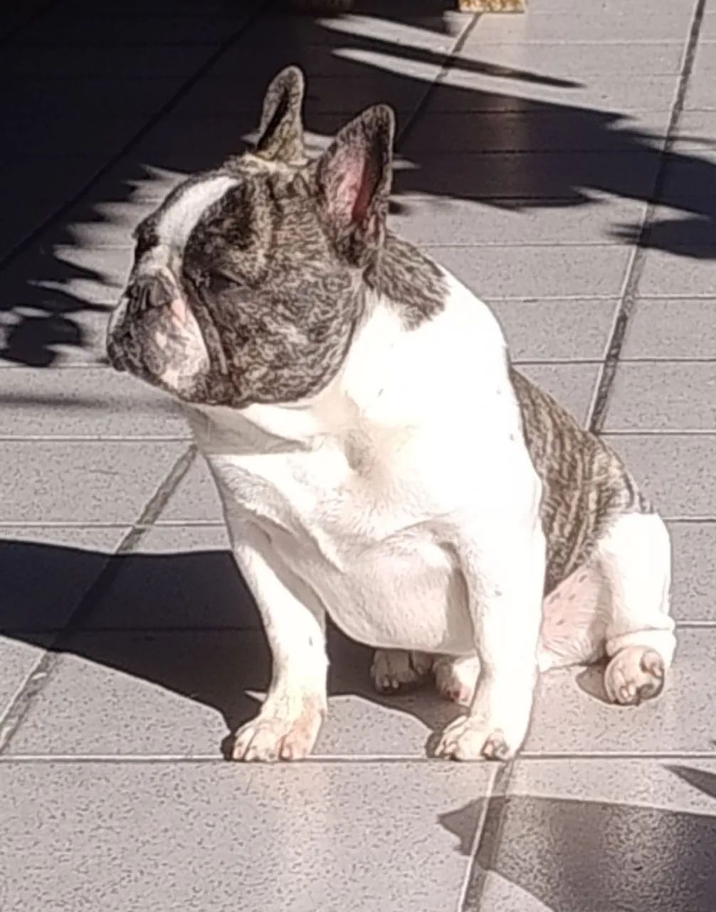 Bulldog Francês 