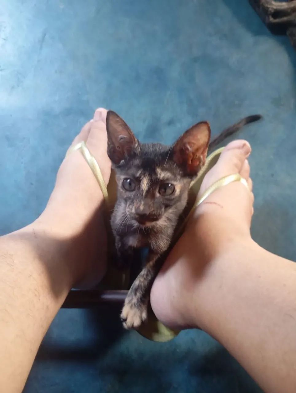 Doação de gatinhas  - Foto 3