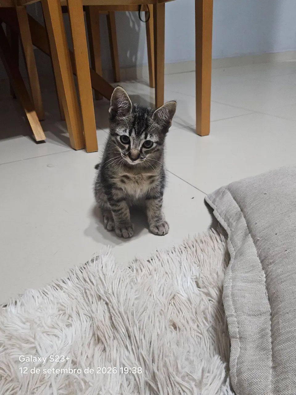 Doação de gato