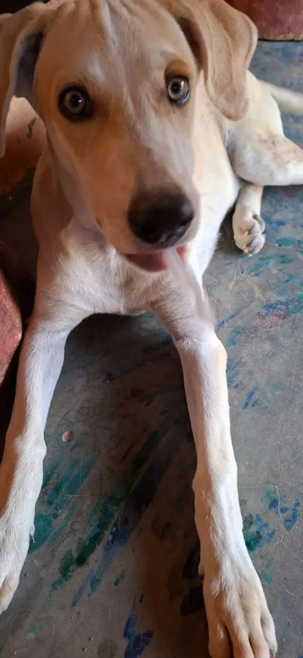 Cachorro pra doação 4 meses  - Foto 5