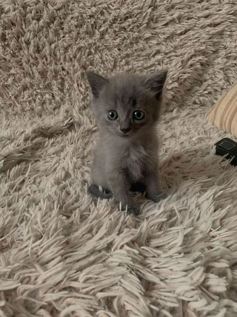 Nebelung 