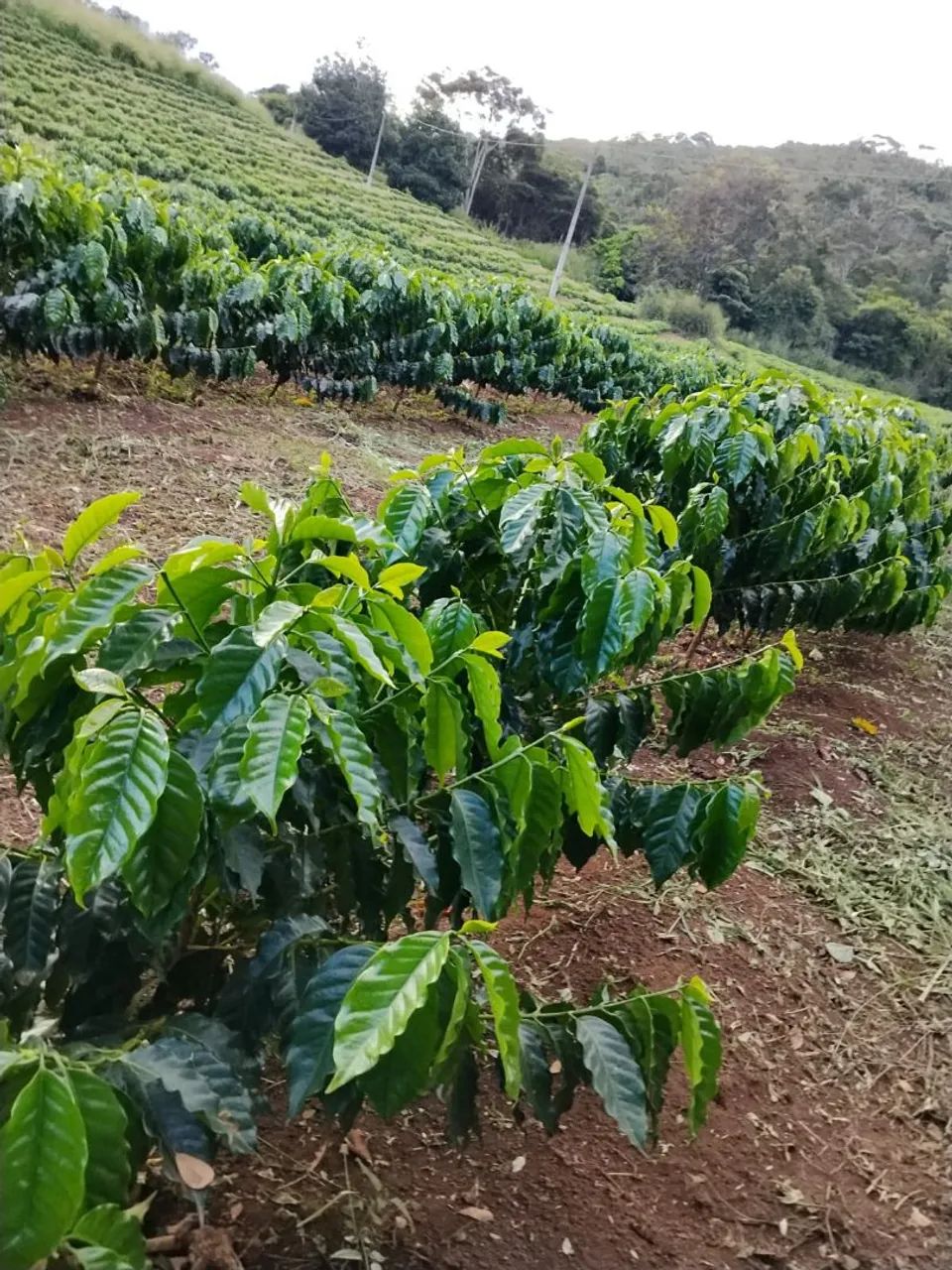 Fazenda no Bonito - Foto 4