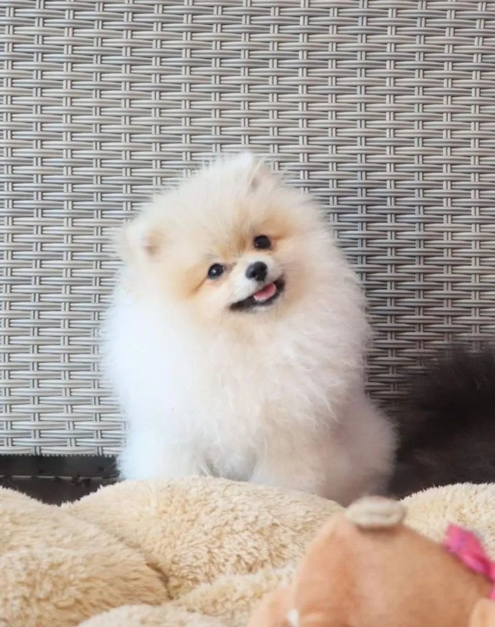 Spitz alemão Cachorrinho que pode conquistar sua preferência