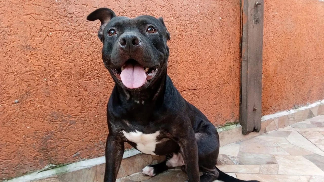 Doa-se Pitbull  - Foto 4