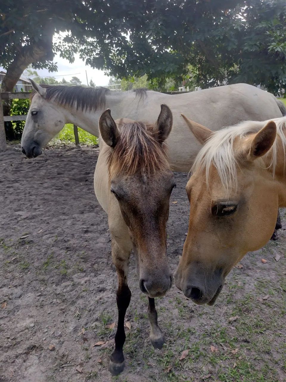 animais a venda(cavalos)  - Foto 3
