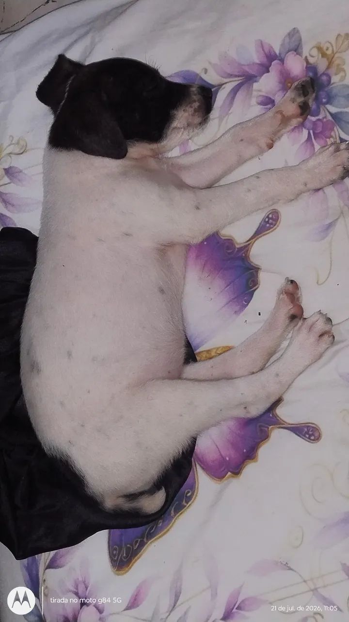 Adoção  - Foto 4