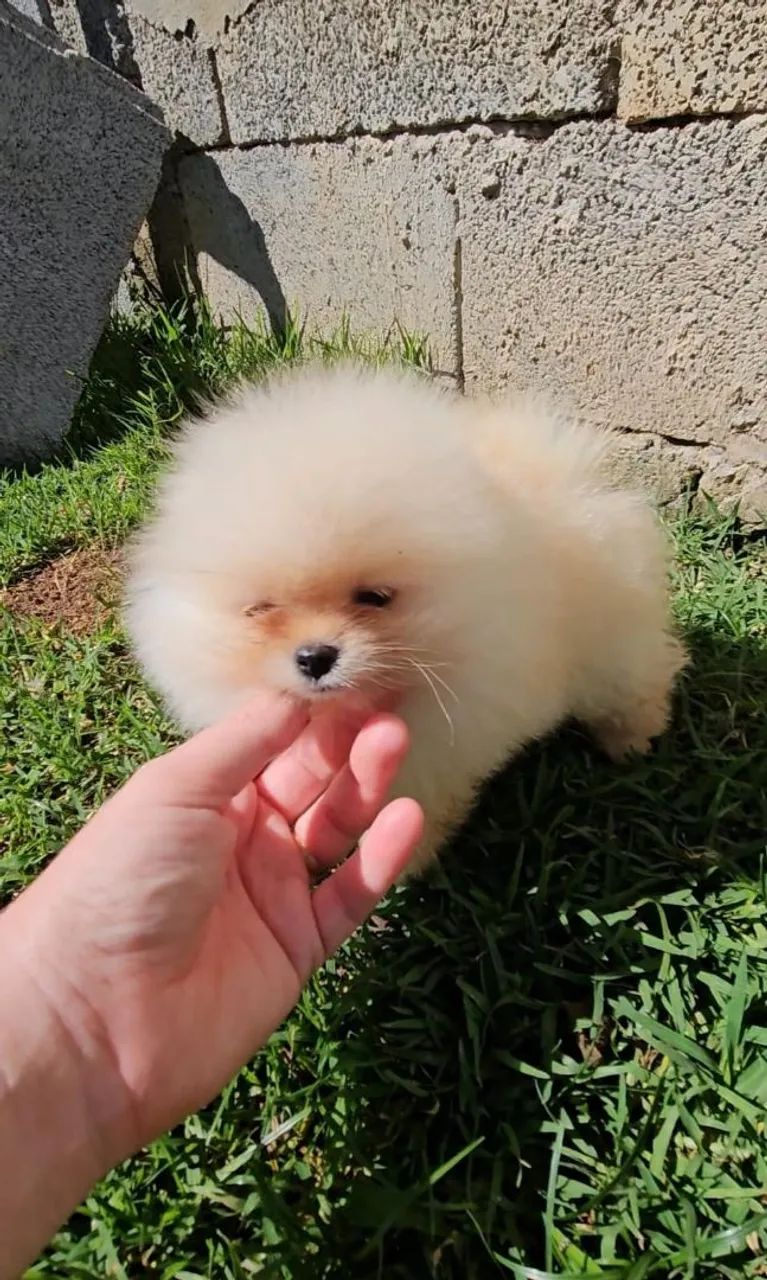 Spitz alemão anão com Pedigree e Microchip 