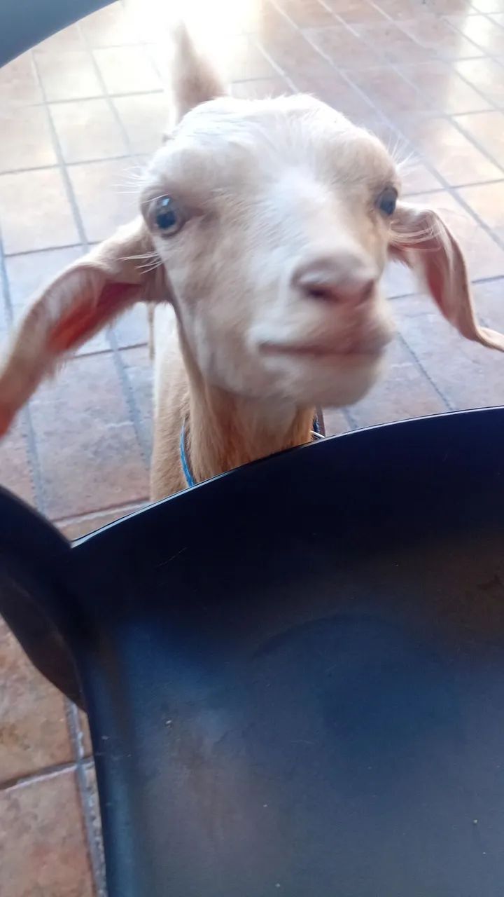 Doa se bode - Foto 4
