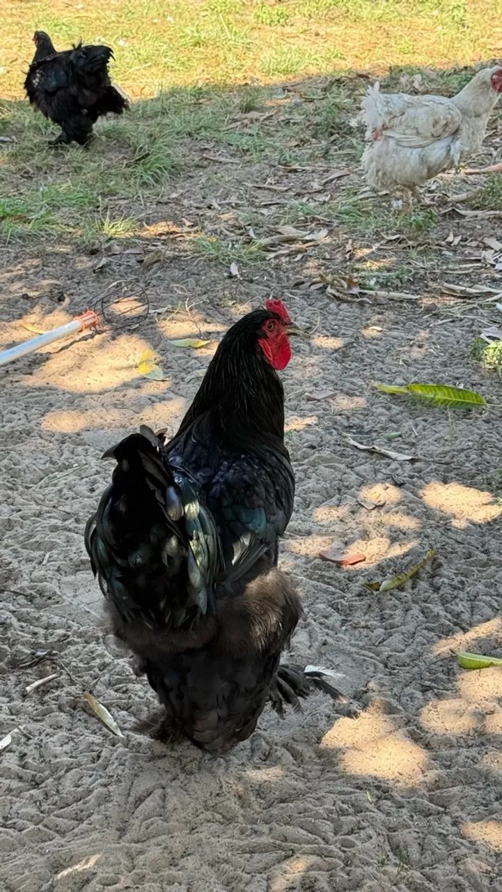 Galo Brahma  - Foto 3