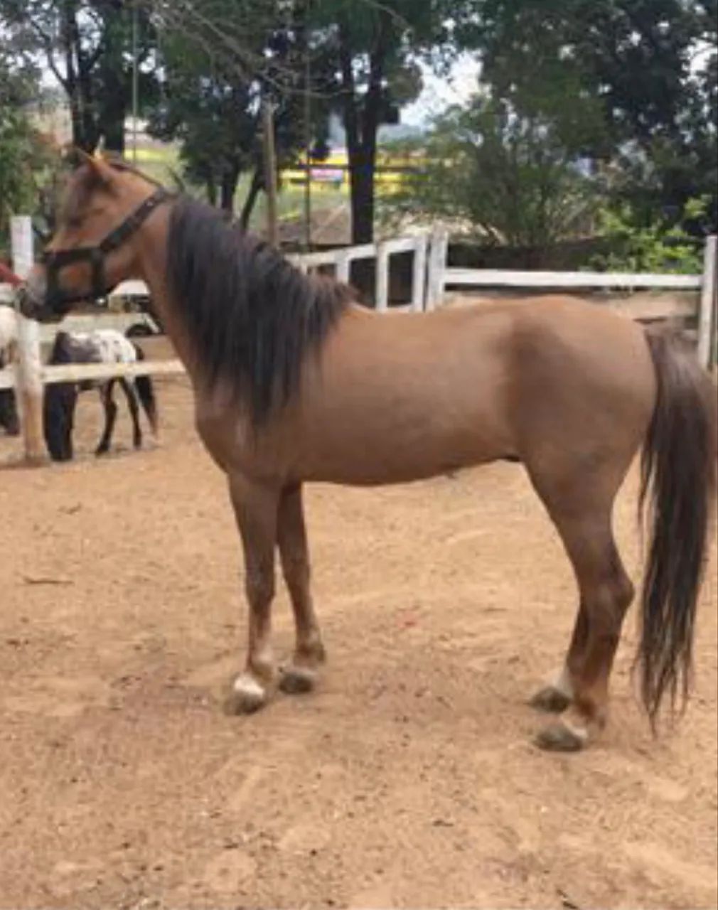 Pônei macho  - Foto 2