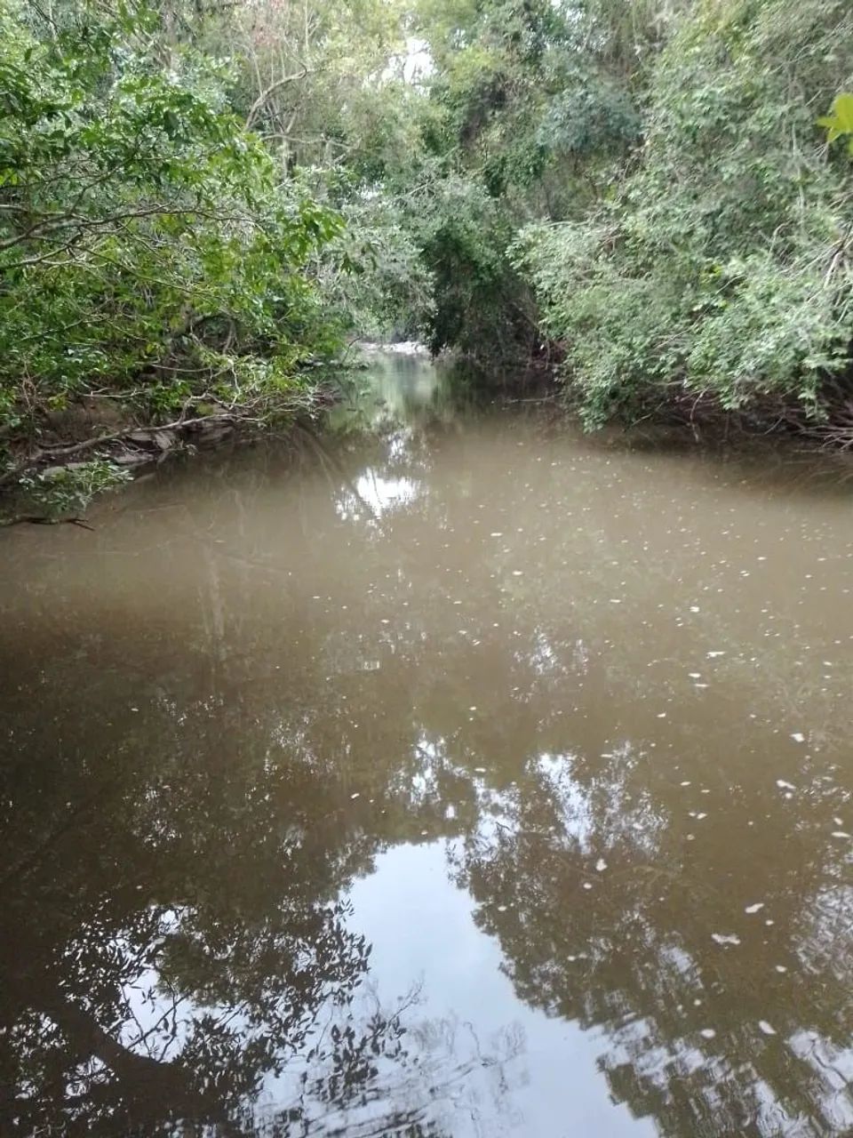 Fazenda 14 alqueires  - Foto 3