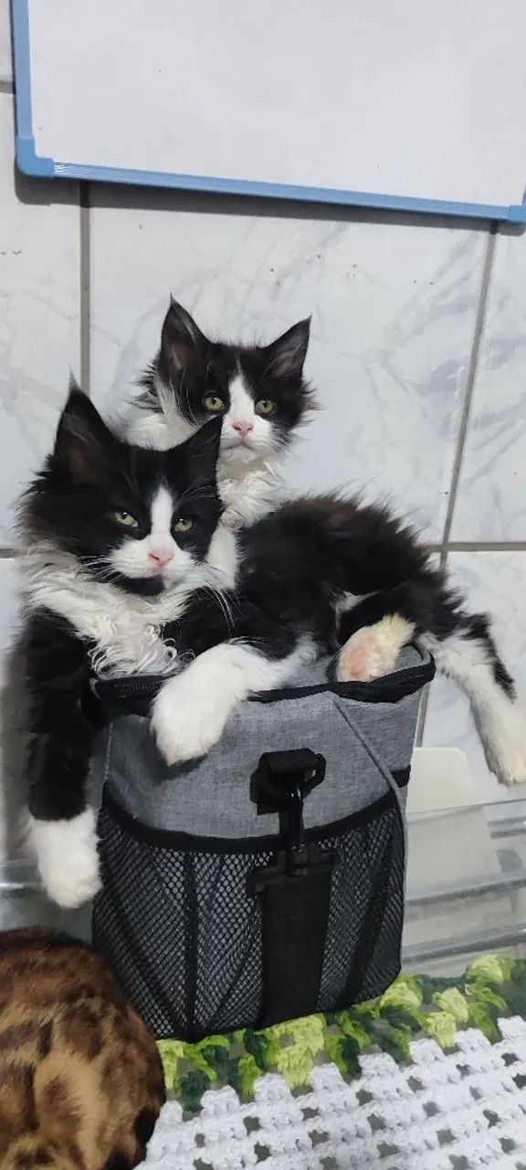 Filhotes de gato Maine con  - Foto 2