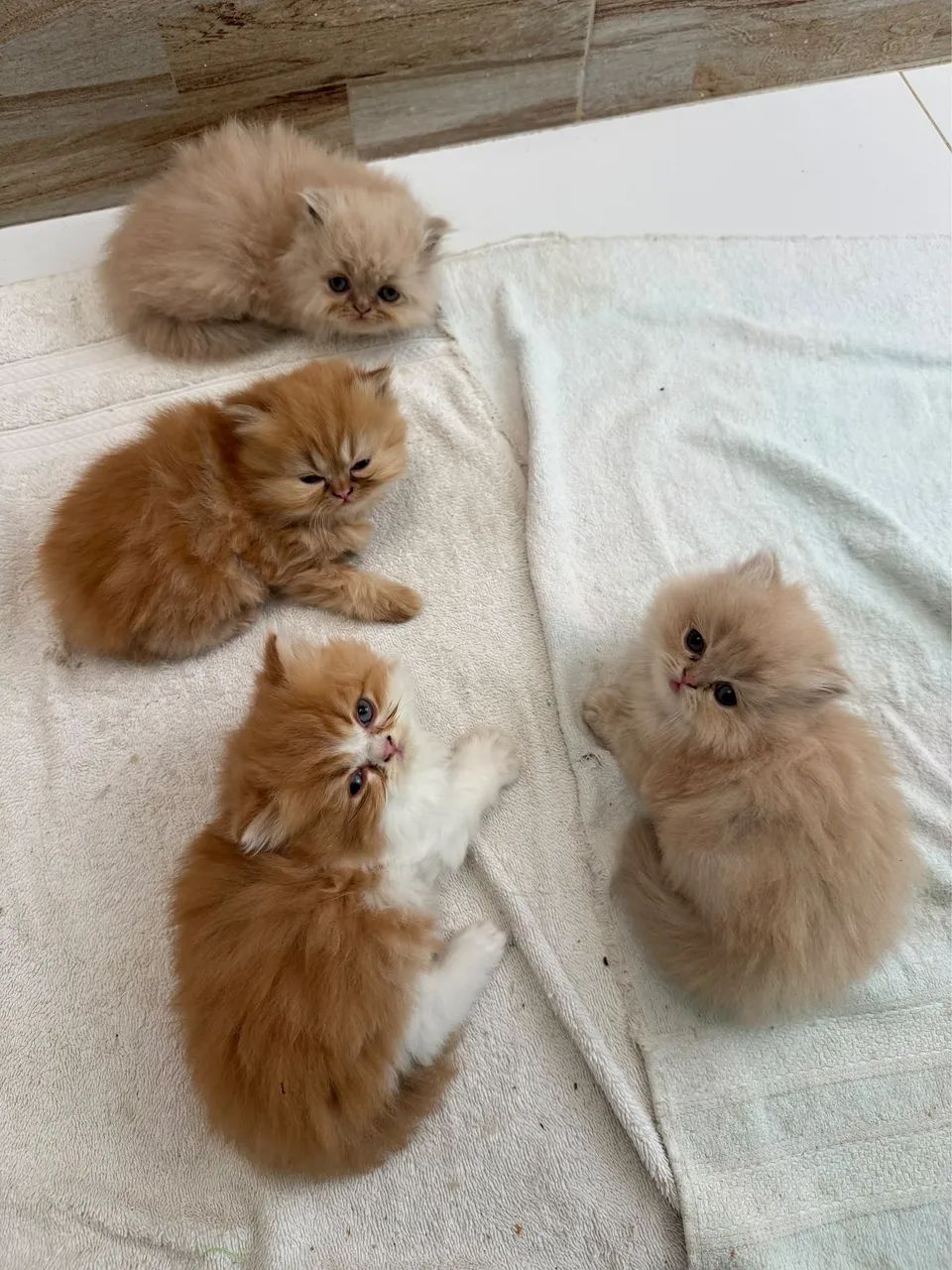 Gatos persas laranja e creme 